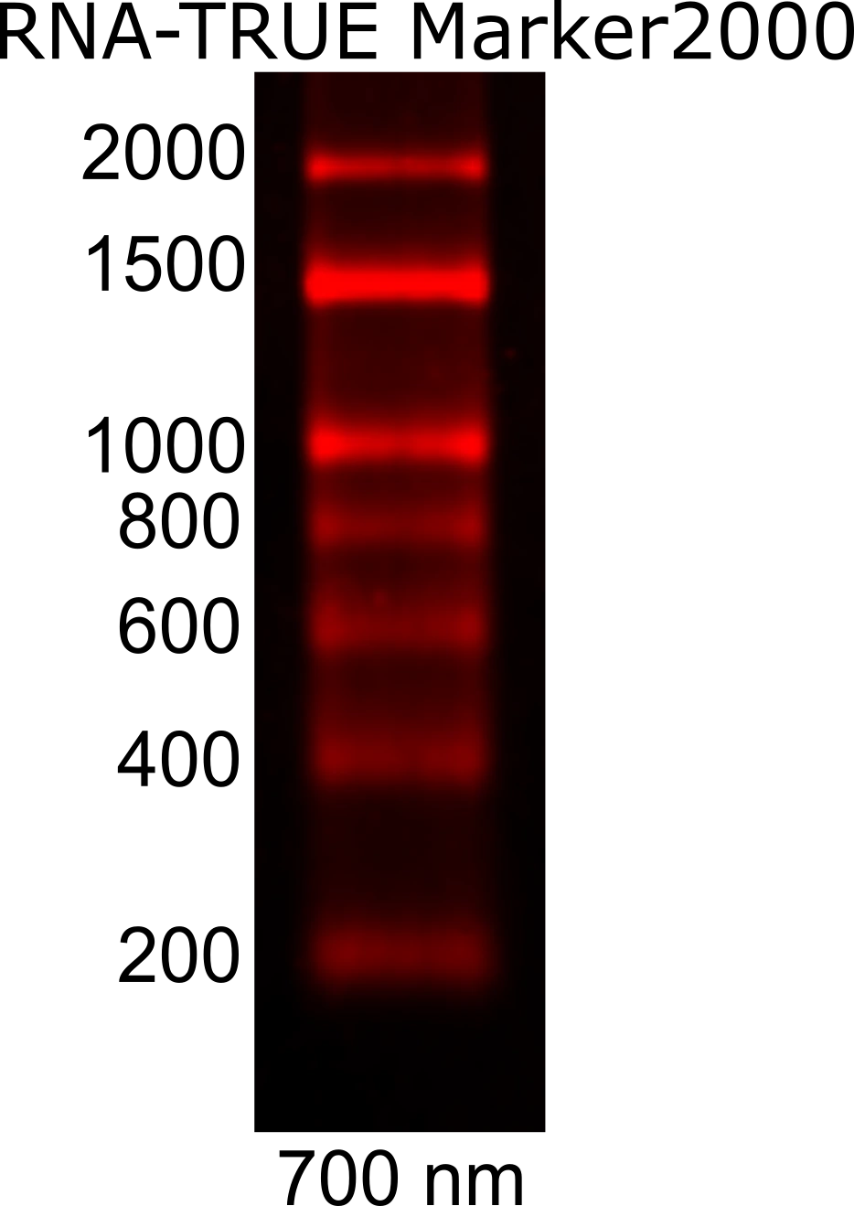 RNA-TRUE Marker2000 (Dye700)