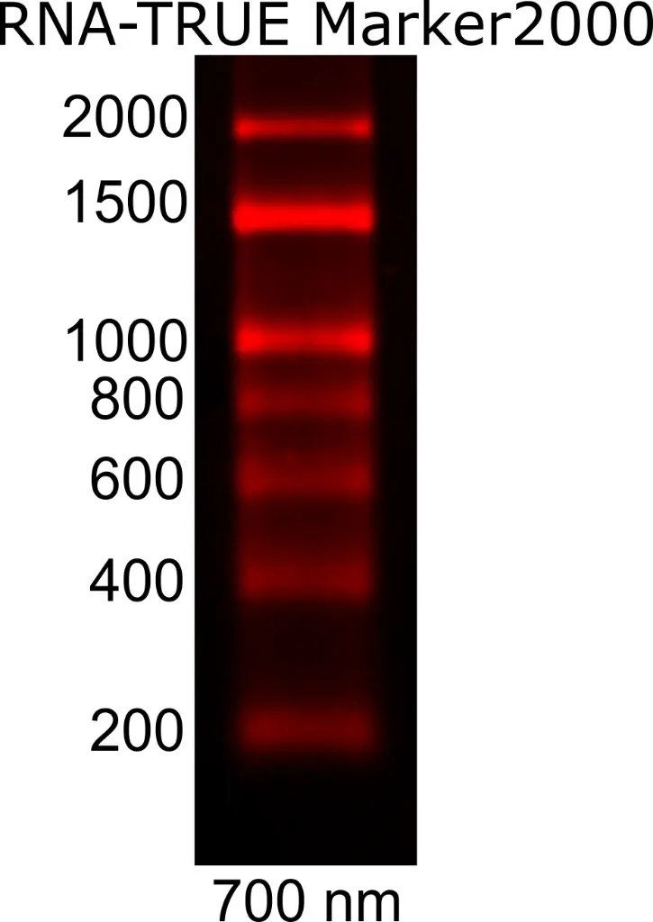 RNA-TRUE Marker2000