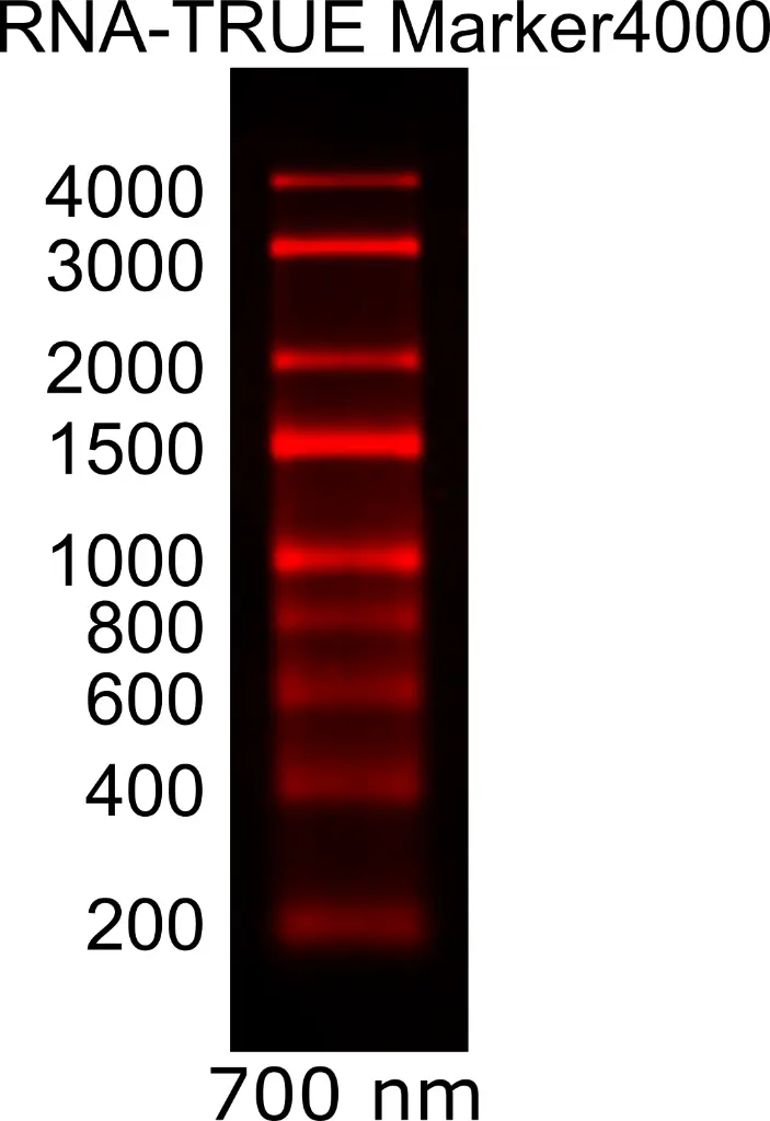 RNA-TRUE Marker4000